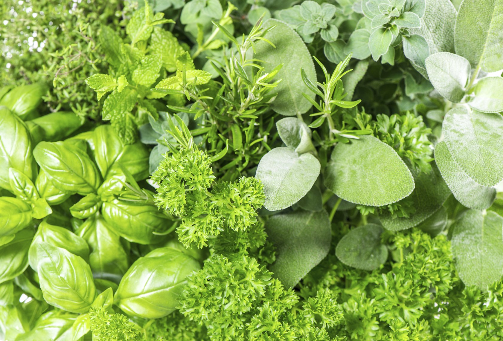 Herbs Belgian Nursery