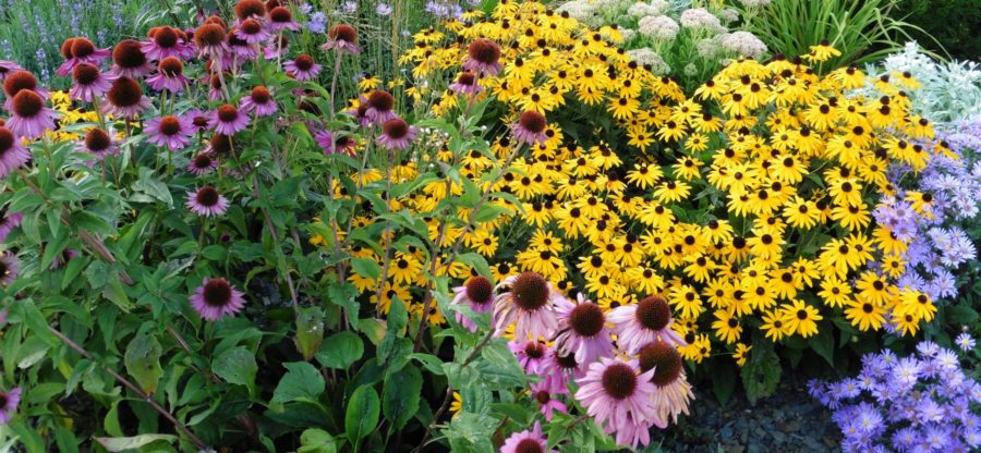 Blog – planting a bee friendly