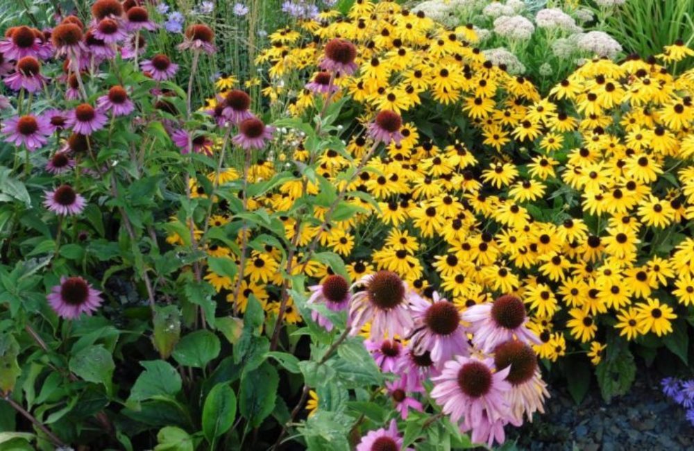 Blog – planting a bee friendly
