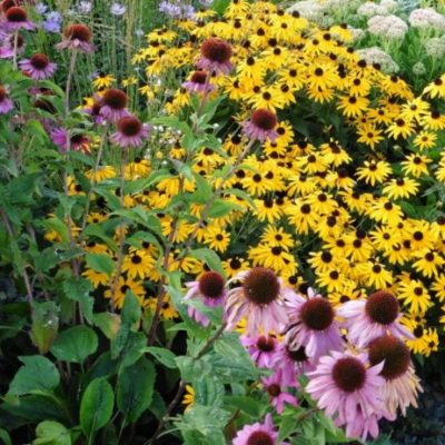 Blog – planting a bee friendly