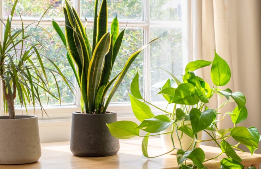 iStock-1269107560 – Copy cropped