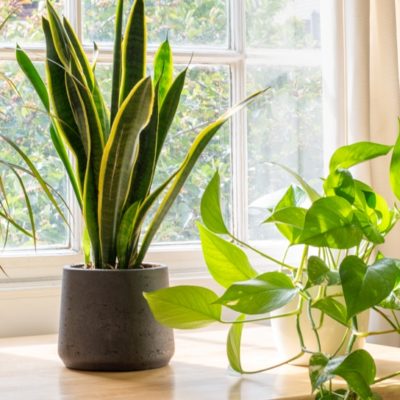 iStock-1269107560 – Copy cropped