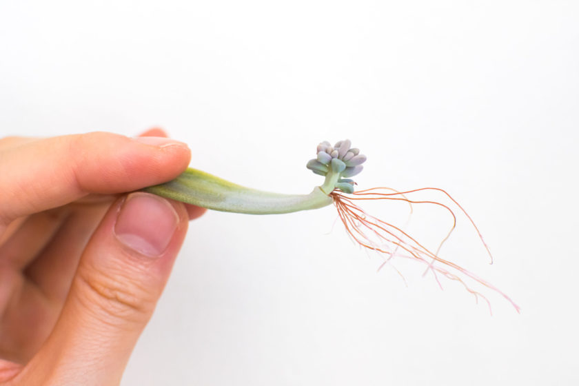 Hand holding rooting succulent propagation