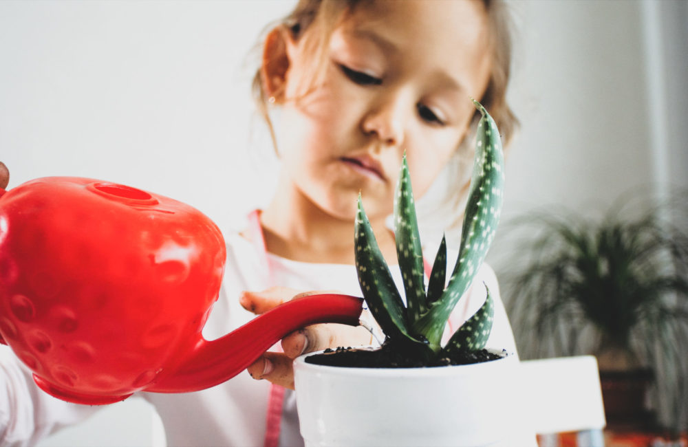 Little child girl is watering a houseplant after replant at home, indoor