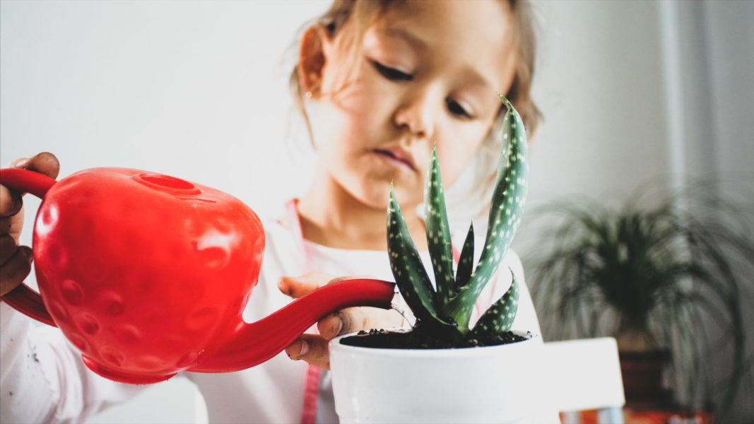 Little child girl is watering a houseplant after replant at home, indoor