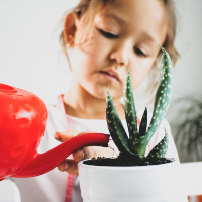 Little child girl is watering a houseplant after replant at home, indoor