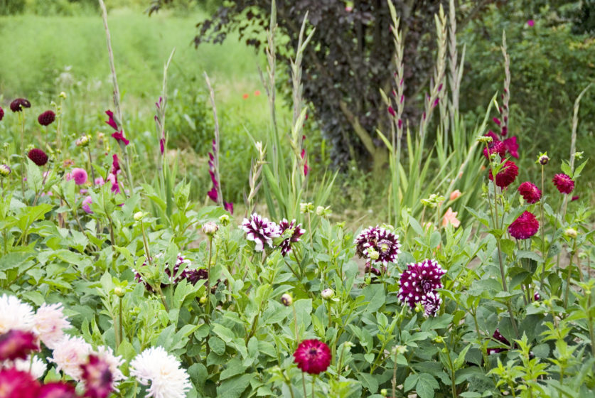 Purple flowers