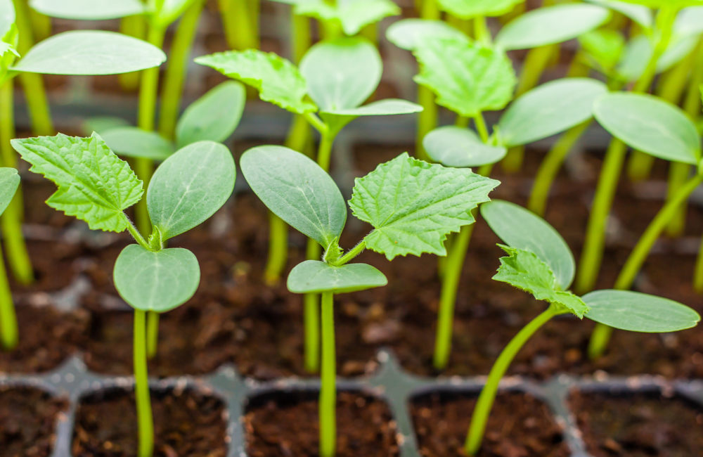 Green Cucumber seedling on tray close up