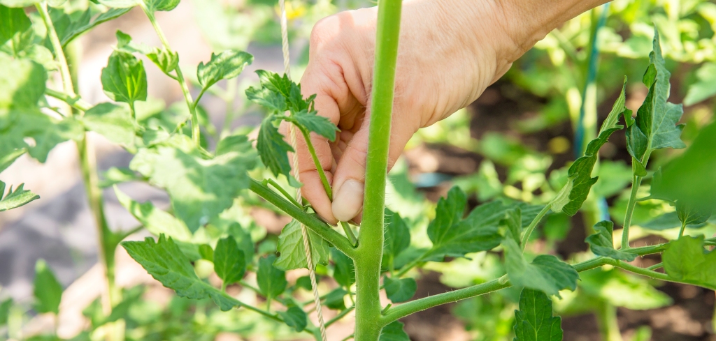 How To Sucker Your Tomatoes Belgian Nursery