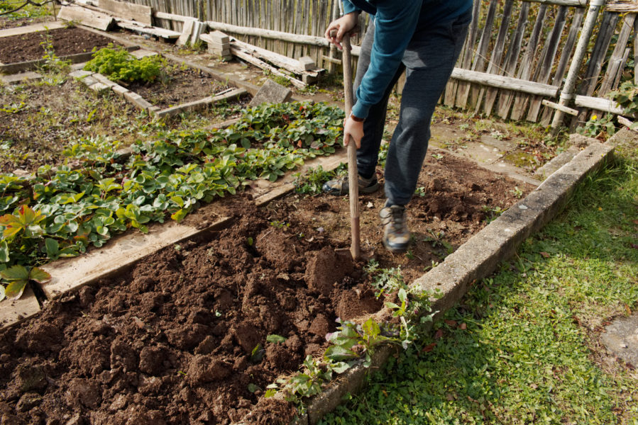 Man digging up vegetables on a garden, his legs and a spade in focus. Work concept