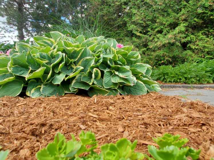 what are the benefits of mulching