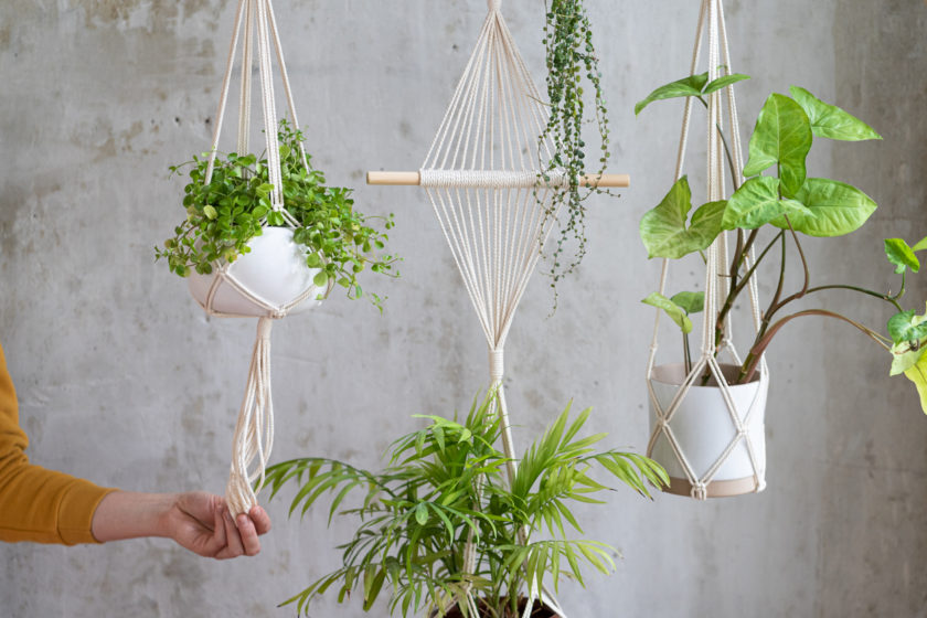 Woman gardener holding macrame plant hanger with houseplant over grey wall. Hobby, love of plants, home decoration