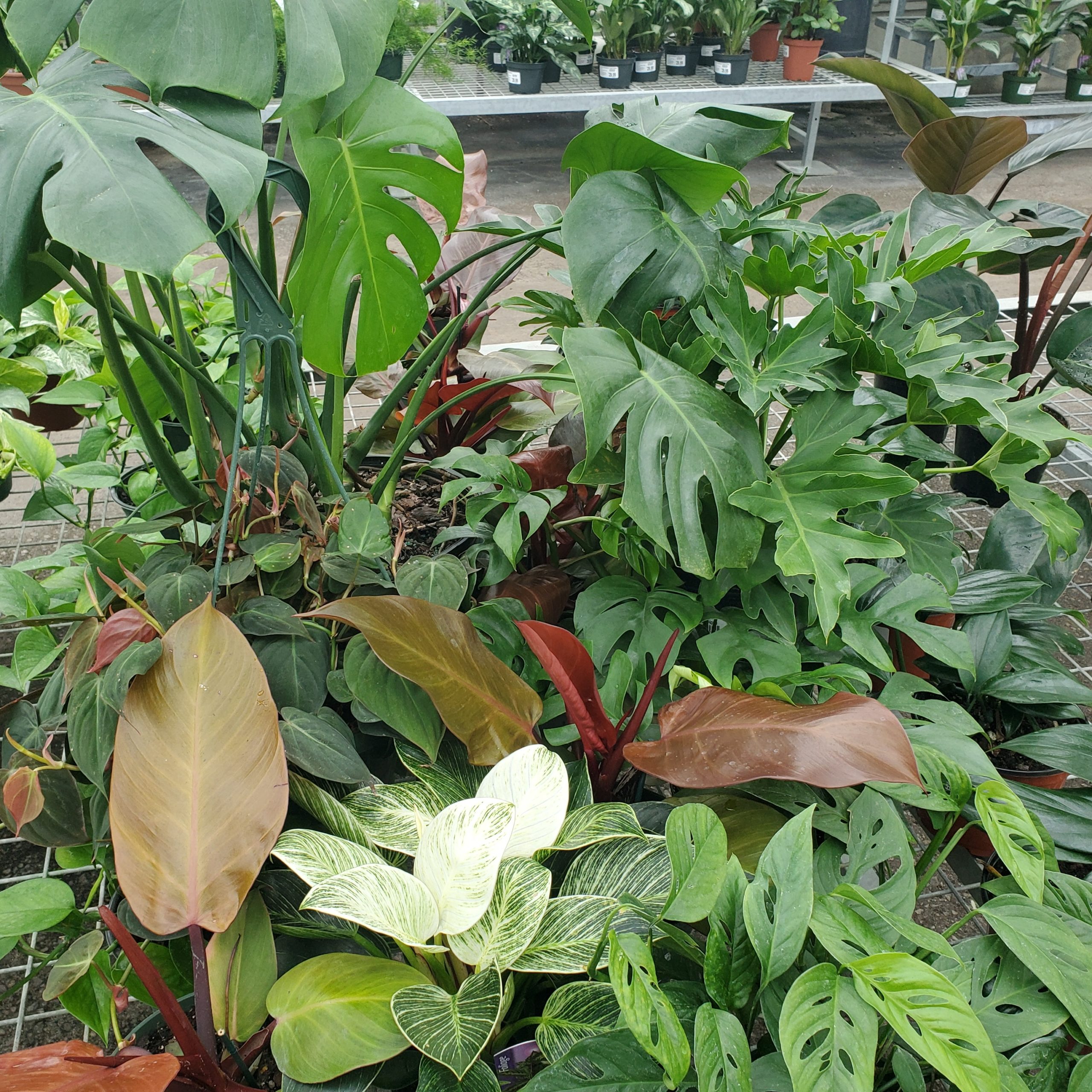 Philodendron Brasil Plant in 6 in. Grower Pot