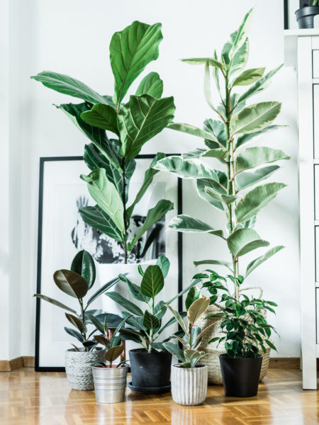 Ficus Plant Family Portrait