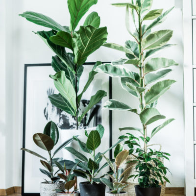 Ficus Plant Family Portrait