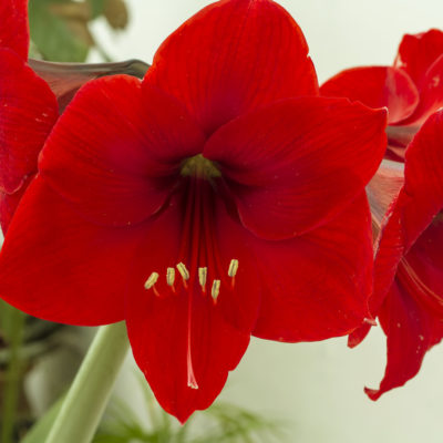 Red Amarilis Flower