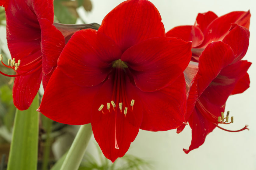 Red Amarilis Flower