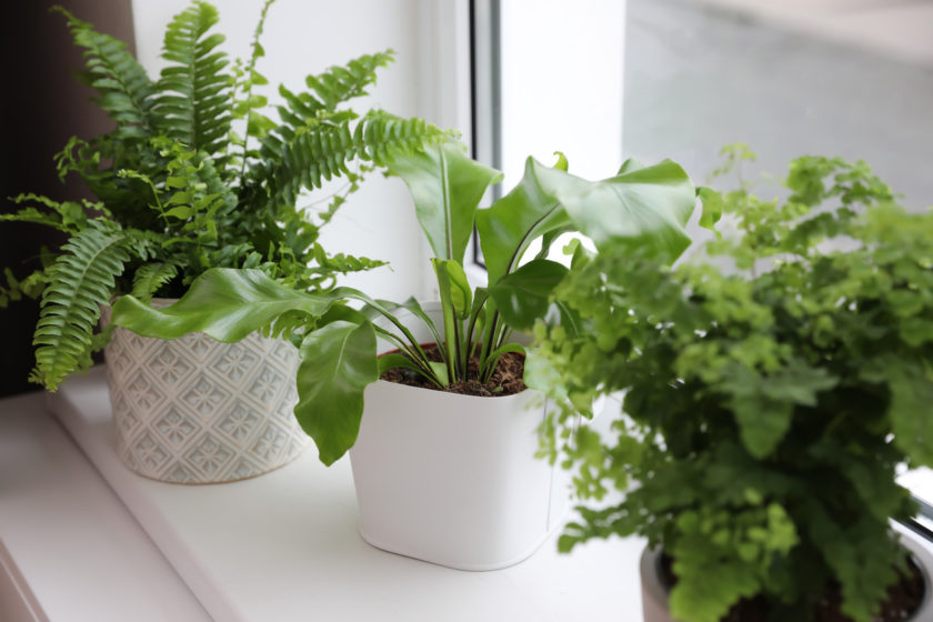 tropical fern plants