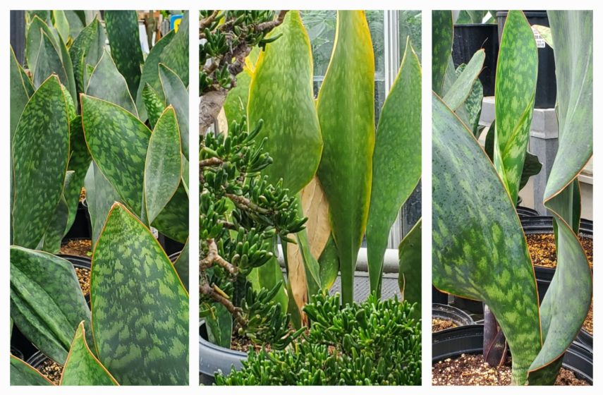 Whale Fin Snake Plant