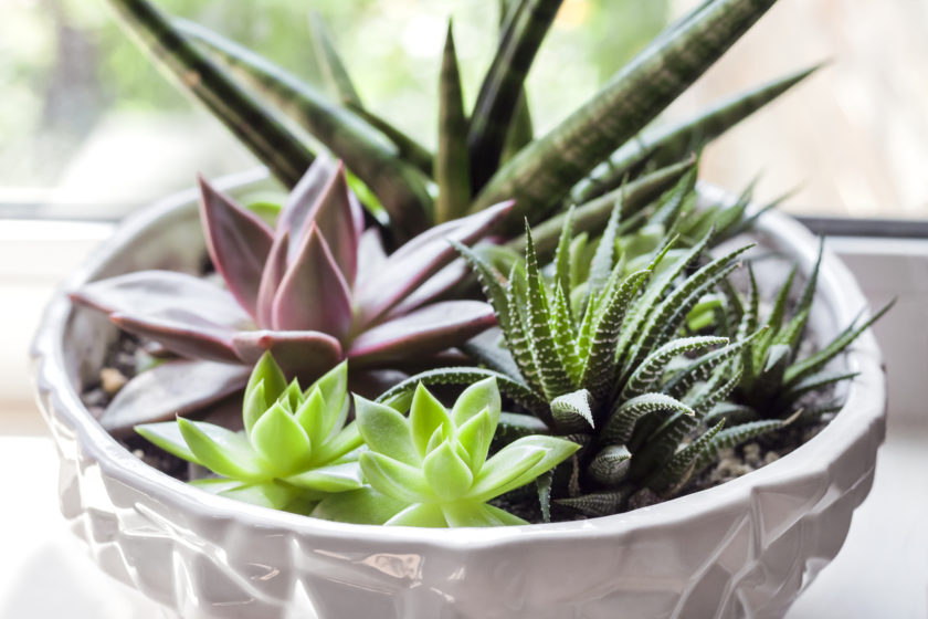 Composition of variety of succulents (Echeveria Red Taurus, Haworthia fasciata, Sansevieria cylindrica) in ceramic white flower pot