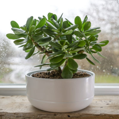 Crassula ovata, known as lucky plant or money tree in a white pot in front of a window on a rainy day, selected focus, narrow depth of field