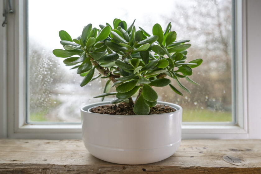 Crassula ovata, known as lucky plant or money tree in a white pot in front of a window on a rainy day, selected focus, narrow depth of field