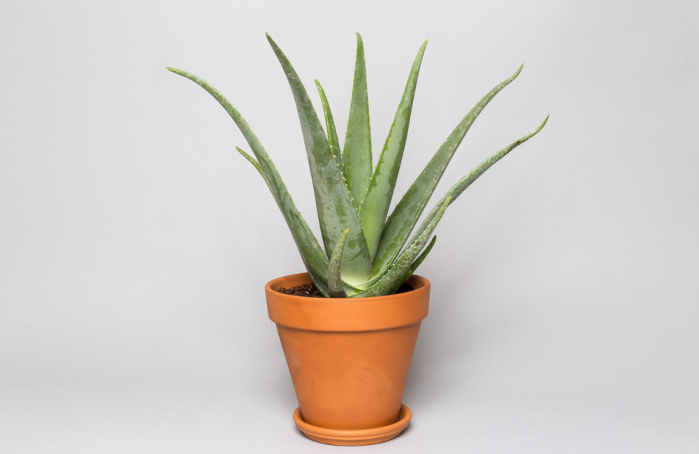 Aloe Vera Plant in a Clay Pot 2