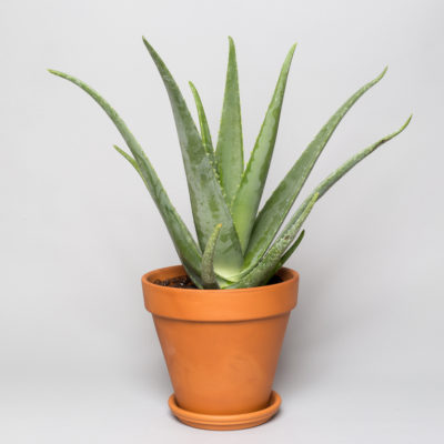 Aloe Vera Plant in a Clay Pot 2