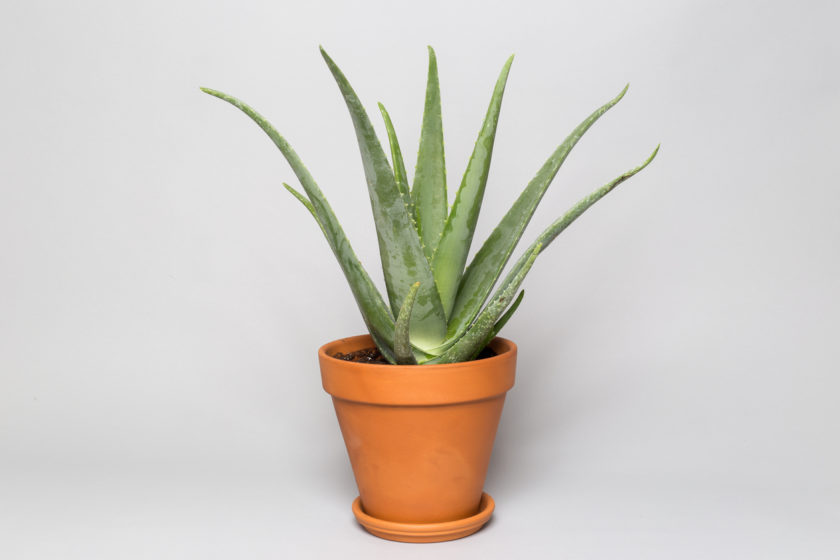 Aloe Vera Plant in a Clay Pot 2