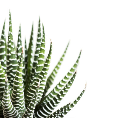Haworthia fasciata cactus or Mah Lai isolated on white background