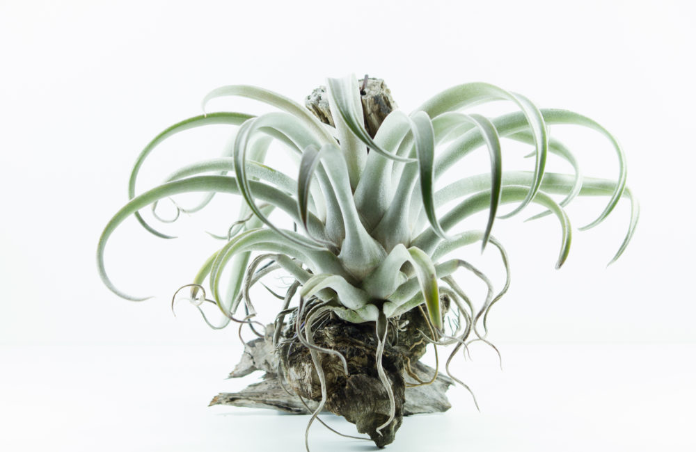 Air root plant, Tillandsia Chiapensis, on white background