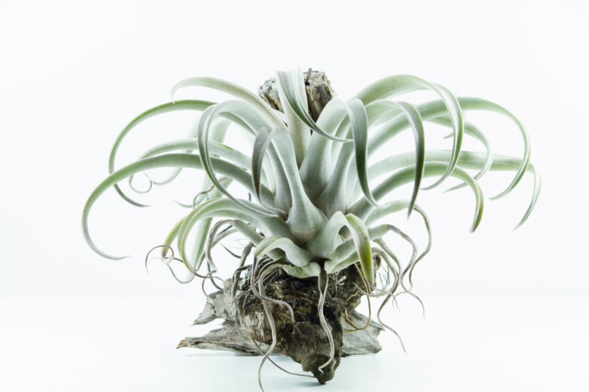 Air root plant, Tillandsia Chiapensis, on white background