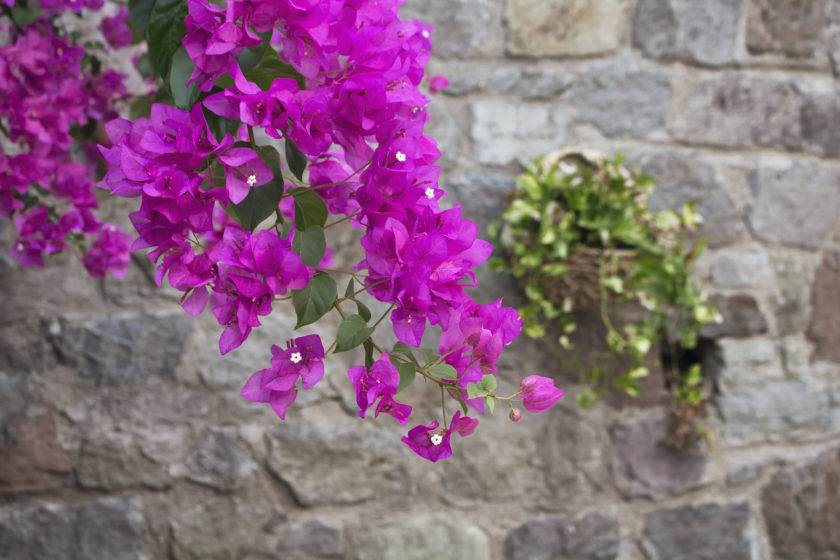 Close up view of pink / violet bougainvillaea with stone wall background