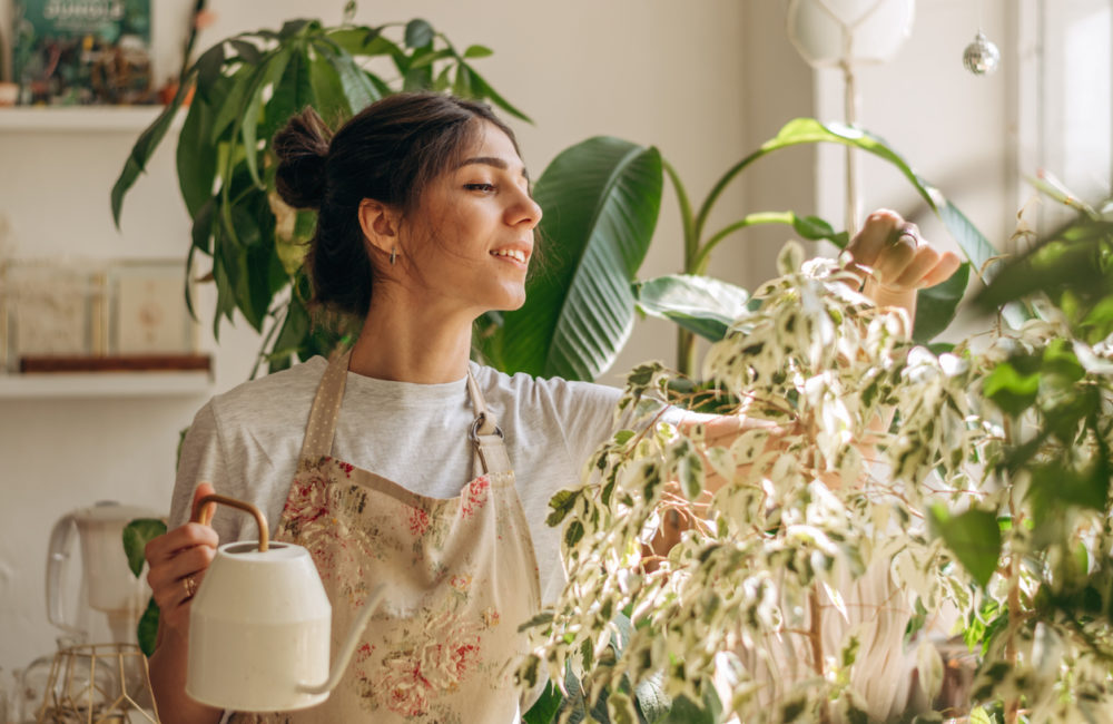 Positive young beautiful mixed race woman in apron is watering houseplants at home.Home gardening.Hobby concept.Biophilia design and urban jungle concept