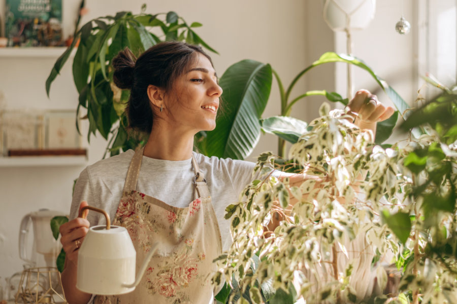 Positive young beautiful mixed race woman in apron is watering houseplants at home.Home gardening.Hobby concept.Biophilia design and urban jungle concept