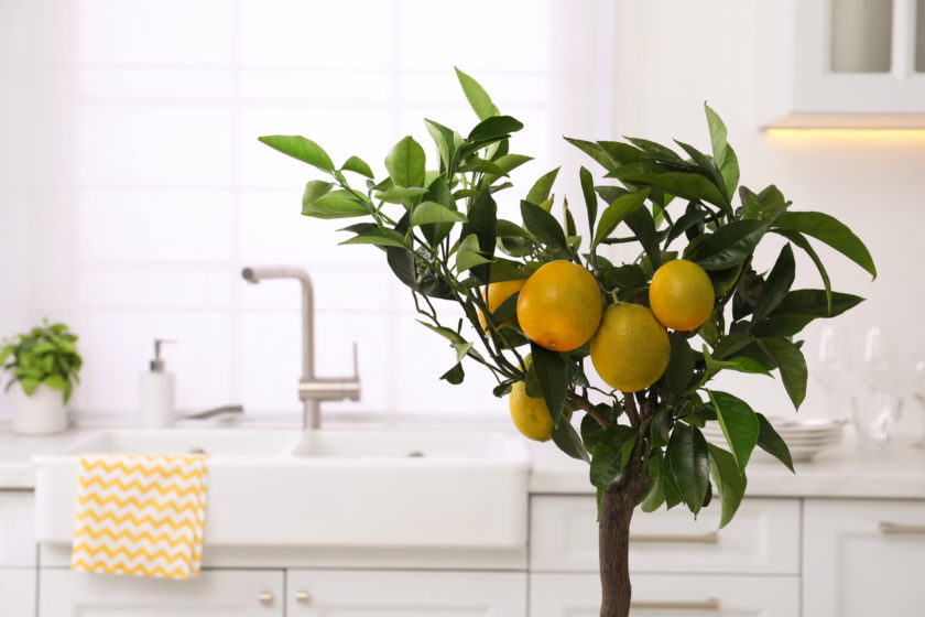 Lemon tree with ripe fruits in kitchen. Space for text