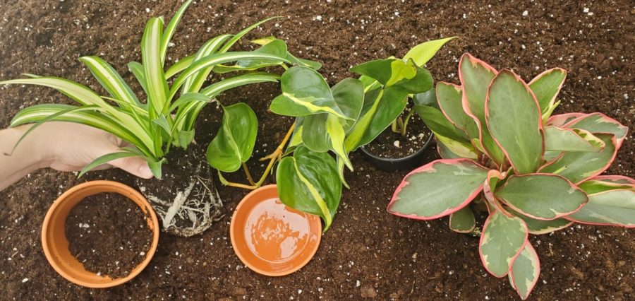 Repotting Tropical Pics