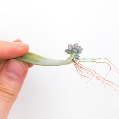Hand holding rooting succulent propagation