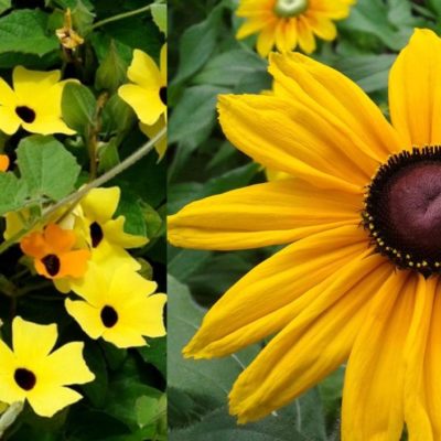 Annual Perennial