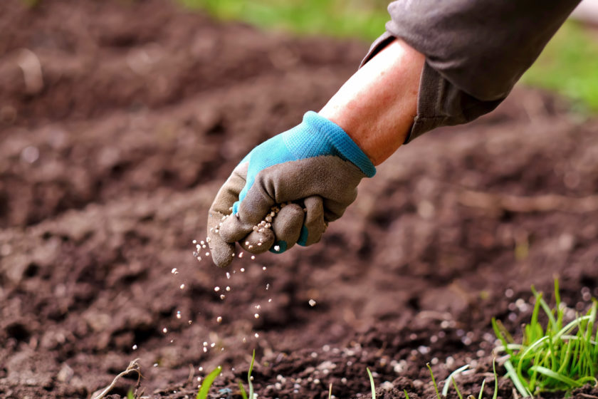 Senior woman applying fertilizer plant food to soil for vegetable and flower garden. Fertilizer and agriculture industry, development, economy and Investment growth concept.