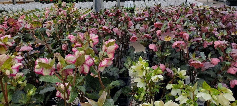 Hellebores