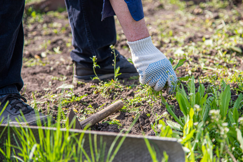 old man hands uprooting weeds in his garden