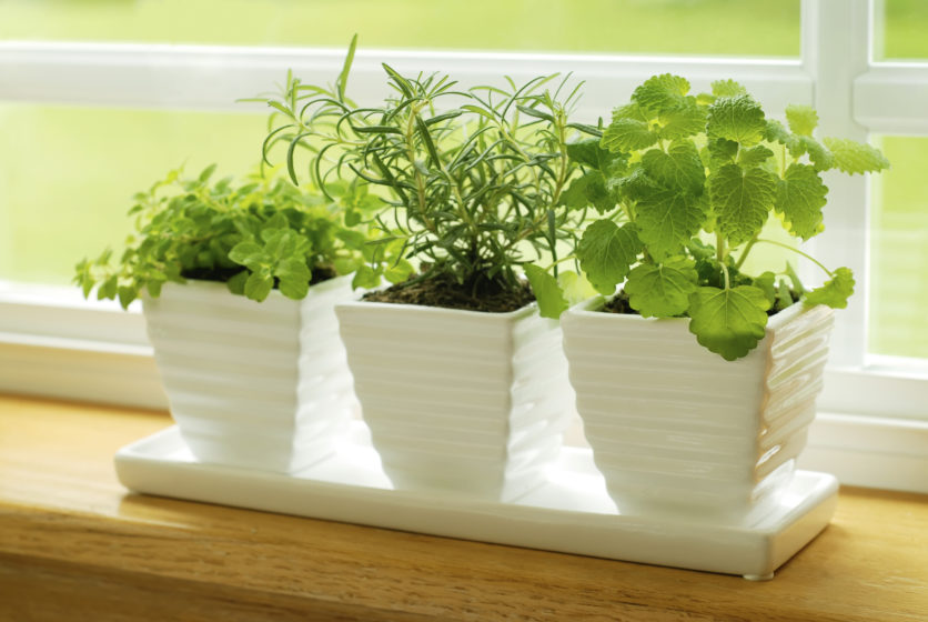 Green herbs on a window sill