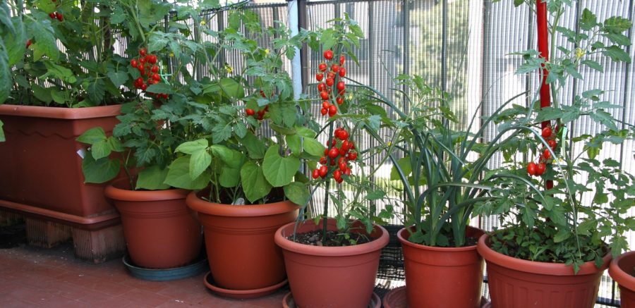 Veggie Garden – Container Small Space