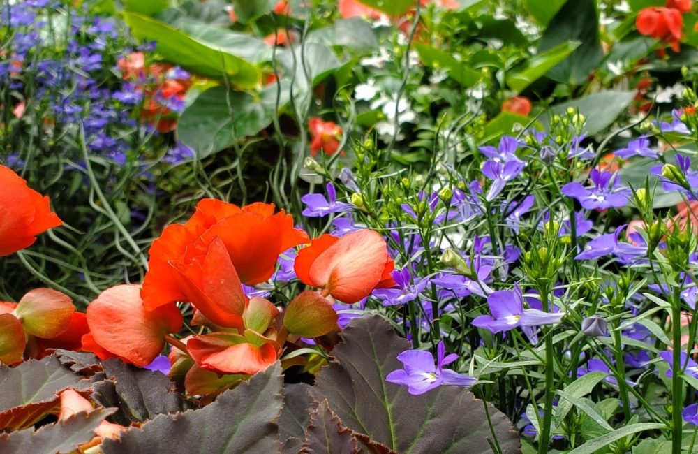Shade Annuals