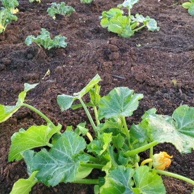 Veggie Garden Plots