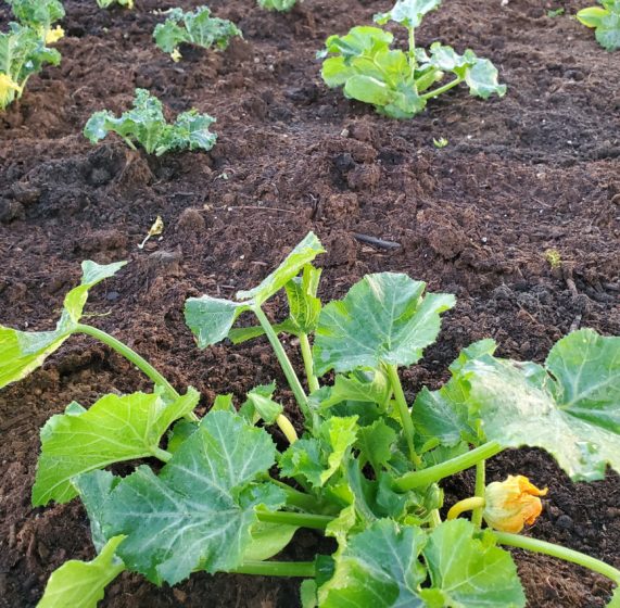 Veggie Garden Plots