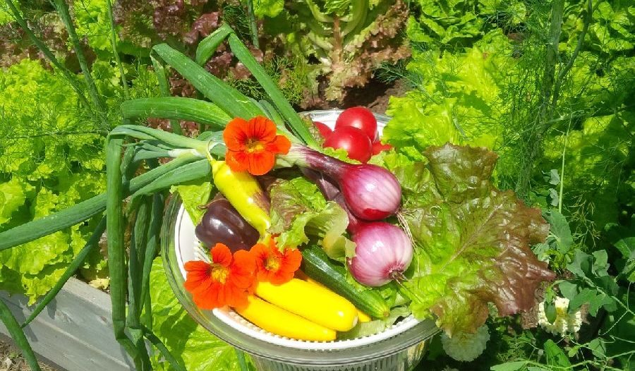 Veggie Raised Beds