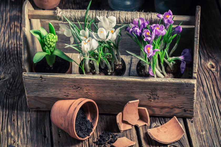 Closeup of green plants in wooden box