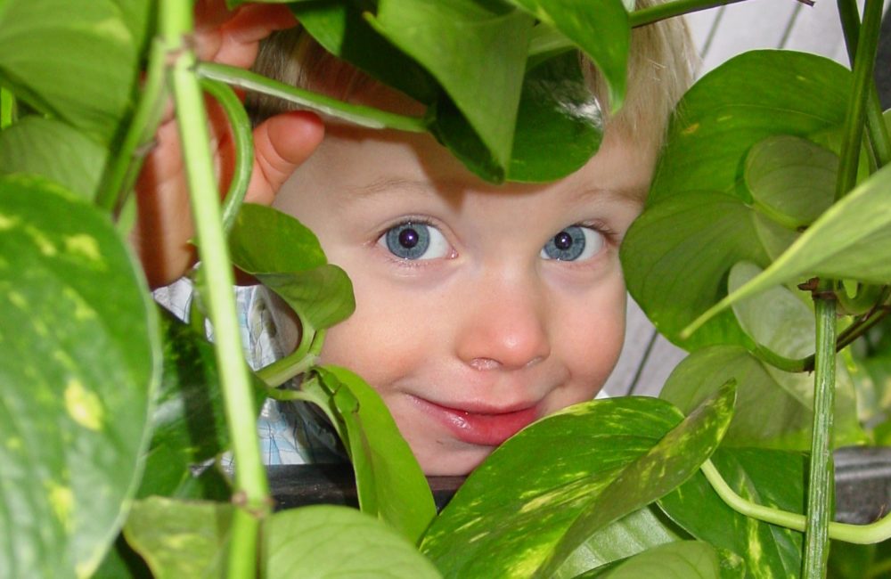 Child Pothos 2010